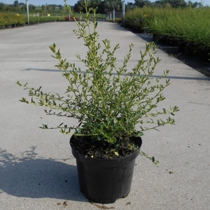 Ceanothus Concha (Californian Lilac)